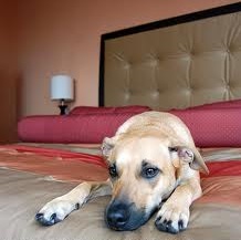 cropped dog at hotel